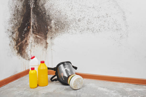 Best Insurance-Related Mold Remediation in Marshall, MI
