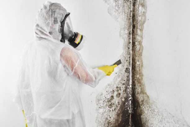 Best Kitchen Mold Remediation in Marshall, MI