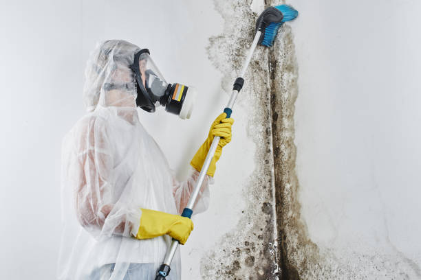 Best Basement Mold Remediation in Marshall, MI
