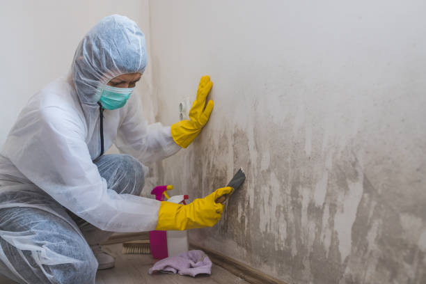 Best Residential Mold Remediation in Marshall, MI