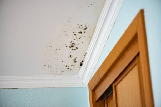 Best Black Mold Remediation in Marshall, MI
