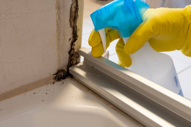 Best Mold Testing and Inspection Services in Marshall, MI
