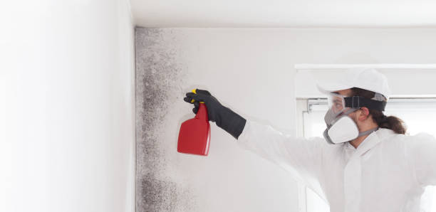 Best Emergency Mold Remediation in Marshall, MI