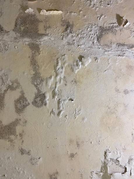 Best White Mold Remediation in Marshall, MI