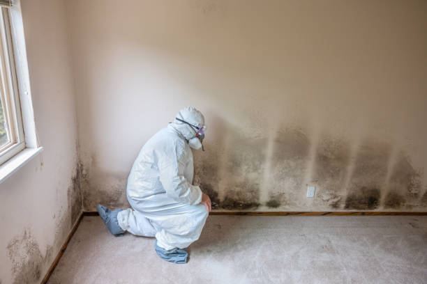 Best Black Mold Remediation in Marshall, MI