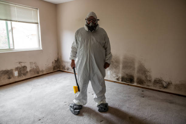 Professional Mold Remediation in Marshall, MI