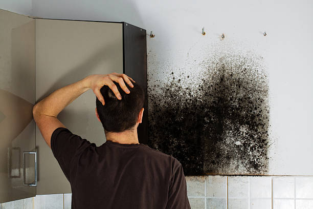 Best Bathroom Mold Remediation in Marshall, MI