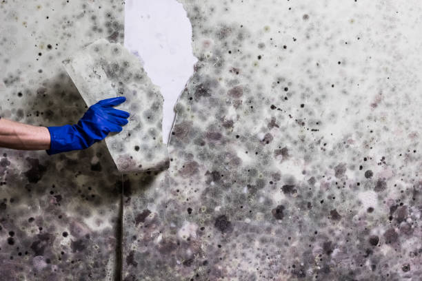 Best Residential Mold Remediation in Marshall, MI