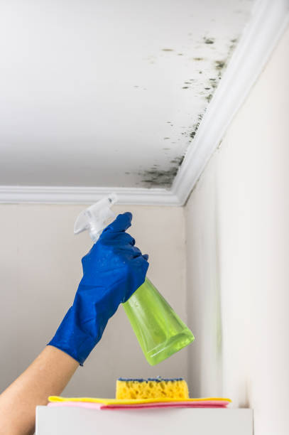 Best Post-Flood Mold Remediation in Marshall, MI